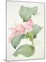 Medinilla Magnifica-Sarah Creswell-Mounted Giclee Print