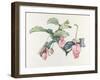 Medinilla magnifica-Margaret Ann Eden-Framed Giclee Print