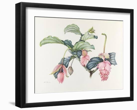 Medinilla magnifica-Margaret Ann Eden-Framed Giclee Print