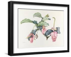 Medinilla magnifica-Margaret Ann Eden-Framed Giclee Print