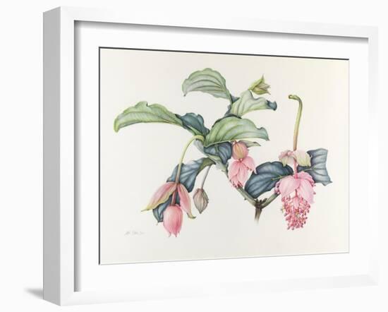 Medinilla magnifica-Margaret Ann Eden-Framed Giclee Print