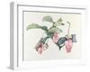 Medinilla magnifica-Margaret Ann Eden-Framed Giclee Print