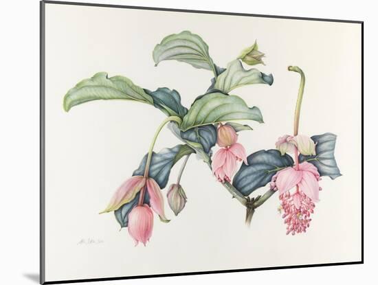 Medinilla magnifica-Margaret Ann Eden-Mounted Giclee Print