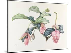 Medinilla magnifica-Margaret Ann Eden-Mounted Giclee Print