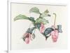 Medinilla magnifica-Margaret Ann Eden-Framed Giclee Print