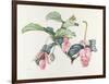 Medinilla magnifica-Margaret Ann Eden-Framed Giclee Print