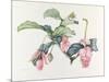 Medinilla magnifica-Margaret Ann Eden-Mounted Giclee Print