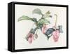 Medinilla magnifica-Margaret Ann Eden-Framed Stretched Canvas