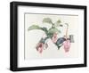 Medinilla magnifica-Margaret Ann Eden-Framed Giclee Print