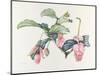 Medinilla magnifica-Margaret Ann Eden-Mounted Giclee Print