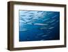 Mediterranean Barracuda (Sphyraena Sphyraena) Shoal, Lavezzi Islands, Corsica, France, September-Pitkin-Framed Photographic Print