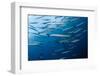 Mediterranean Barracuda (Sphyraena Sphyraena) Shoal, Lavezzi Islands, Corsica, France, September-Pitkin-Framed Photographic Print