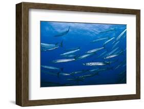 Mediterranean Barracuda (Sphyraena Sphyraena) Shoal, Lavezzi Islands, Corsica, France, September-Pitkin-Framed Photographic Print