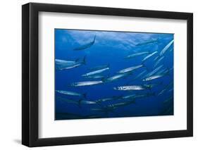 Mediterranean Barracuda (Sphyraena Sphyraena) Shoal, Lavezzi Islands, Corsica, France, September-Pitkin-Framed Photographic Print