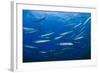 Mediterranean Barracuda (Sphyraena Sphyraena) Shoal, Lavezzi Islands, Corsica, France, September-Pitkin-Framed Photographic Print