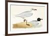 Mediterranean Black Headed Gull-English-Framed Premium Giclee Print