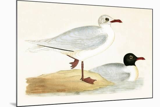 Mediterranean Black Headed Gull-English-Mounted Premium Giclee Print