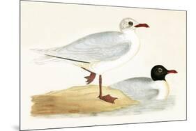 Mediterranean Black Headed Gull-English-Mounted Premium Giclee Print