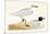 Mediterranean Black Headed Gull-English-Mounted Premium Giclee Print