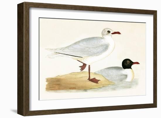 Mediterranean Black Headed Gull-English-Framed Giclee Print