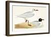 Mediterranean Black Headed Gull-English-Framed Giclee Print