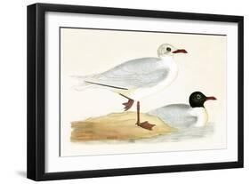 Mediterranean Black Headed Gull-English-Framed Giclee Print