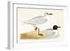 Mediterranean Black Headed Gull-English-Framed Giclee Print