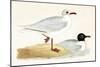 Mediterranean Black Headed Gull-English-Mounted Giclee Print