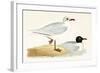 Mediterranean Black Headed Gull-English-Framed Giclee Print