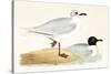 Mediterranean Black Headed Gull-English-Stretched Canvas