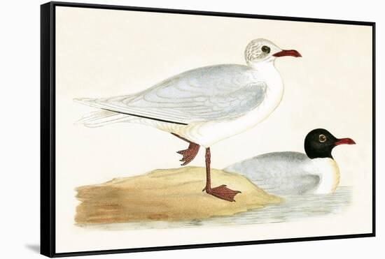 Mediterranean Black Headed Gull-English-Framed Stretched Canvas