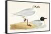 Mediterranean Black Headed Gull-English-Framed Stretched Canvas