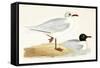 Mediterranean Black Headed Gull-English-Framed Stretched Canvas