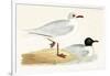 Mediterranean Black Headed Gull-English-Framed Giclee Print