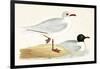 Mediterranean Black Headed Gull-English-Framed Giclee Print