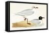 Mediterranean Black Headed Gull-English-Framed Stretched Canvas