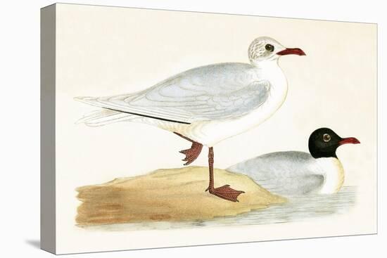 Mediterranean Black Headed Gull-English-Stretched Canvas