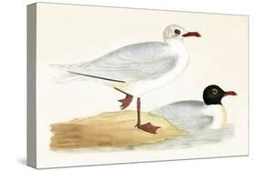 Mediterranean Black Headed Gull-English-Stretched Canvas
