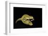 Mediterranean Chameleon and reflection-Adam Jones-Framed Photographic Print