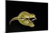 Mediterranean Chameleon and reflection-Adam Jones-Mounted Photographic Print