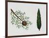 Mediterranean Cypress (Cupressus Sempervirens), Cupressaceae, Tree, Leaves and Fruit-null-Framed Giclee Print