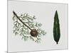 Mediterranean Cypress (Cupressus Sempervirens), Cupressaceae, Tree, Leaves and Fruit-null-Mounted Giclee Print