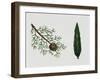 Mediterranean Cypress (Cupressus Sempervirens), Cupressaceae, Tree, Leaves and Fruit-null-Framed Giclee Print