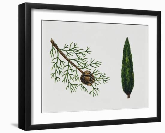 Mediterranean Cypress (Cupressus Sempervirens), Cupressaceae, Tree, Leaves and Fruit-null-Framed Giclee Print