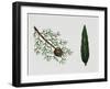 Mediterranean Cypress (Cupressus Sempervirens), Cupressaceae, Tree, Leaves and Fruit-null-Framed Giclee Print