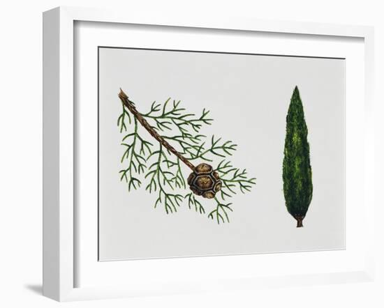 Mediterranean Cypress (Cupressus Sempervirens), Cupressaceae, Tree, Leaves and Fruit-null-Framed Giclee Print