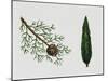 Mediterranean Cypress (Cupressus Sempervirens), Cupressaceae, Tree, Leaves and Fruit-null-Mounted Giclee Print