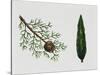 Mediterranean Cypress (Cupressus Sempervirens), Cupressaceae, Tree, Leaves and Fruit-null-Stretched Canvas