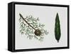 Mediterranean Cypress (Cupressus Sempervirens), Cupressaceae, Tree, Leaves and Fruit-null-Framed Stretched Canvas