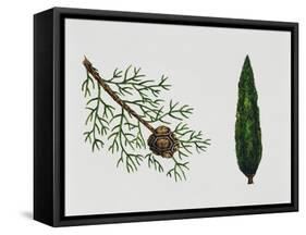 Mediterranean Cypress (Cupressus Sempervirens), Cupressaceae, Tree, Leaves and Fruit-null-Framed Stretched Canvas